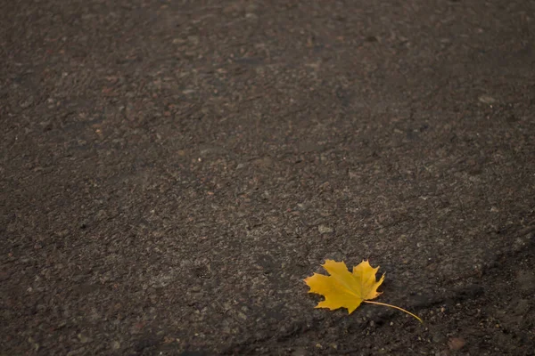 Herbstlaub Auf Dem Boden — Stockfoto