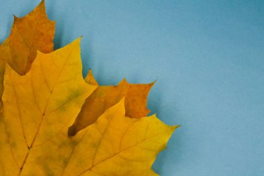 Sonbahar yaprakları mavi arkaplanda