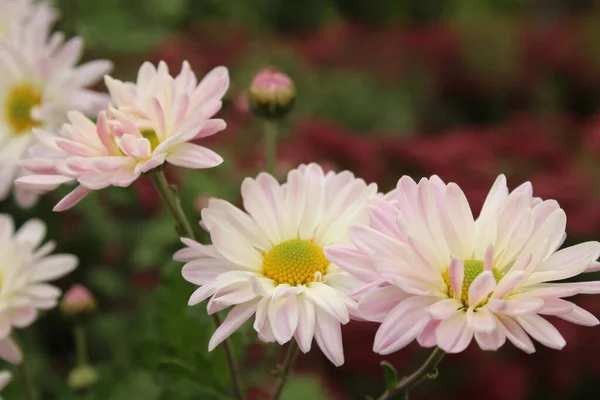 Hermosas Flores Jardín — Foto de Stock