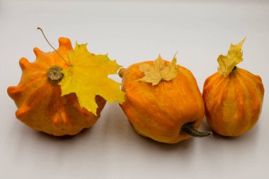 autumn pumpkin on a white background