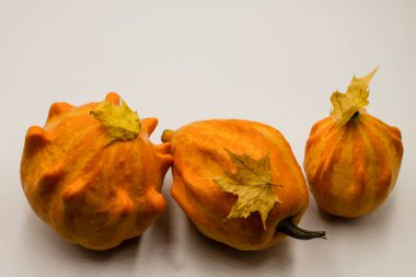 sonbahar beyaz arka plan üzerinde kabak