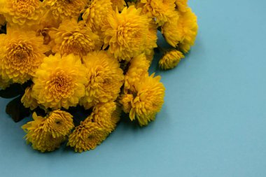 Beyaz arkaplanda sarı kasımpatılar