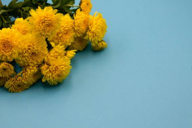 Beyaz arkaplanda sarı kasımpatılar