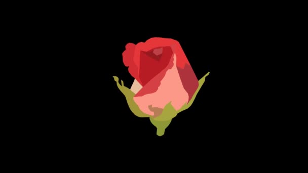 Tento Kreslený Animovaný Timelapse Krásné Červené Růže Květ Otevření Průhledným — Stock video