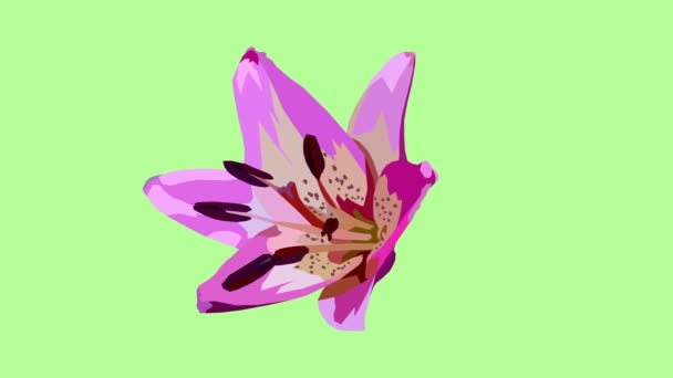 Tento Kreslený Animovaný Timelapse Krásné Fialové Lily Květ Kvetoucí Otevření — Stock video