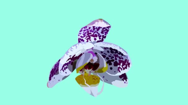 Cartoon Animated Timelapse Beautiful Purple Orchid Flower Blooming Opening Ideal — Stock video