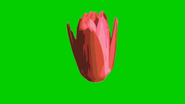 Цей Мультиплікаційний Анімований Часовий Проміжок Красивої Рожевої Води Квітки Лілі — стокове відео