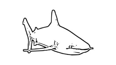 Bu yüzen bir köpekbalığı balığının ana hatları, beyaz bir zemin üzerinde, döngü etkisi. Bugün görsel yaratıcılığınıza hayat ve cazibe ekleyin! Sanat Canlandırmaları: Sanatın Hareket Ettiği Yer