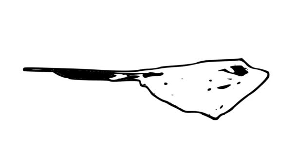 Animowany Zarys Pływającego Zwierzęcia Rybnego Stingray Białym Tle Efekt Pętli — Wideo stockowe