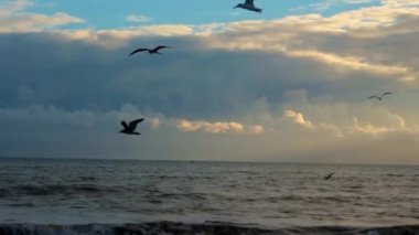 Bu deniz kuşlarının gün batımında deniz dalgaları üzerinde uçuşlarının doğal bir görüntüsü. Bugünkü görsel yaratıcılığınıza hayat ve cazibe ekleyin.!