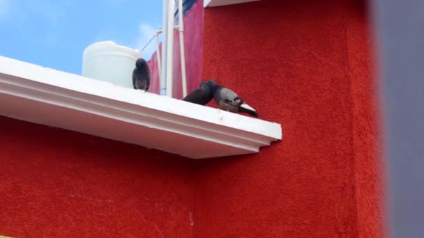 Dies Ist Eine Tieraufnahme Von Taubenvögeln Auf Dem Hausdach Fügen — Stockvideo