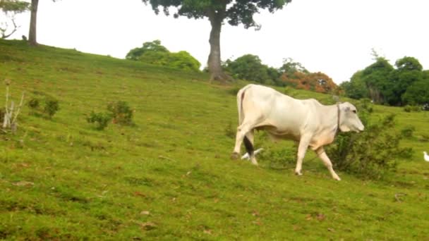 これは丘の中腹に歩いて白い牛の動物の自然の映像です 今日あなたの視覚的な創造的な仕事に命と魅力を追加 — ストック動画