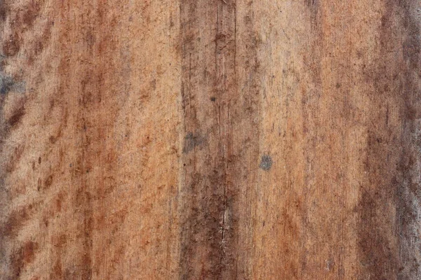 Wood Cut Texture Natural Pattern Natural Background — 图库照片