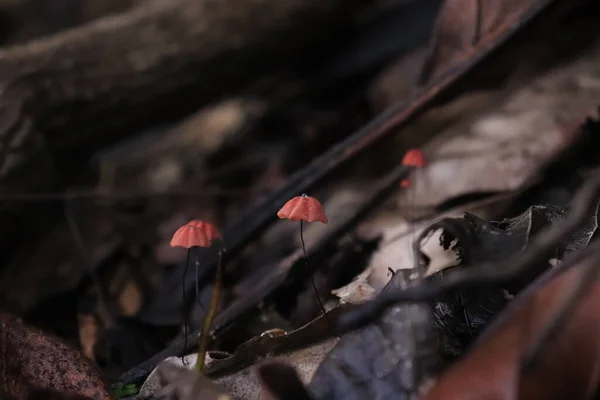 Pequeno Cogumelo Com Capuz Laranja Que Cresce Entre Folhas Apodrecidas — Fotografia de Stock