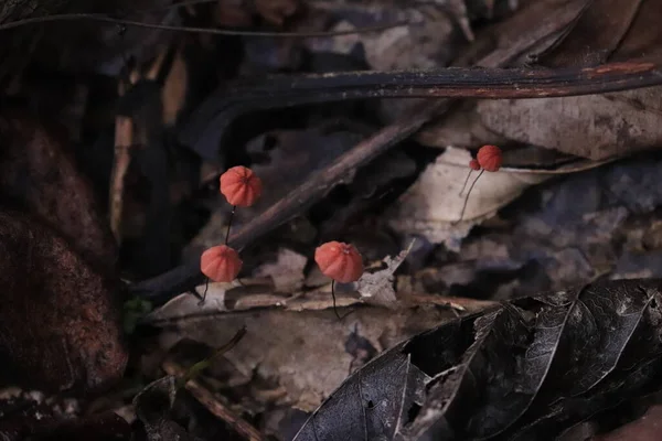 Small Mushroom Orange Hood Grows Rotting Leaves — Foto de Stock