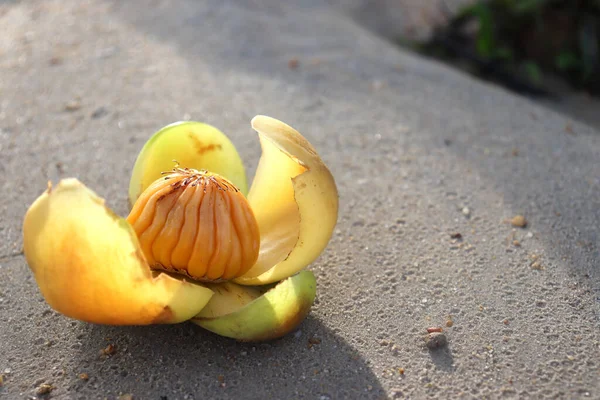 Fruit Dillenia Philippinensis Rolfe Plant Blooms Flower Fresh Yellow Color — Φωτογραφία Αρχείου