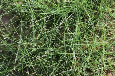 Close up of an needle leaf grass with water droplets at the tips of the leaves