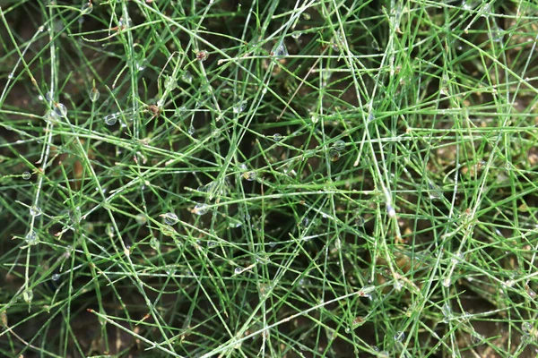 Close up of an needle leaf grass with water droplets at the tips of the leaves