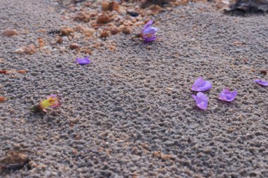 A stretch of sand with a sprinkling of flower petals on it