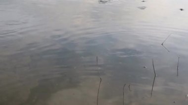 Yayın balığı havuzunda sakin su hareketleri