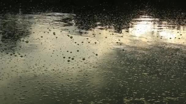 Bubbles Fish Pond Formed Green Algae — Stock Video