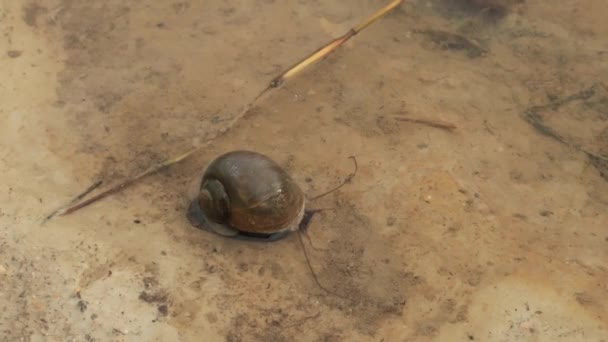 Very Slow Movement Golden Snail Edge Pond — Stock Video