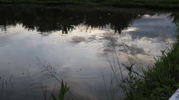 Ruhige Wasserbewegung Welsweiher — Stockvideo