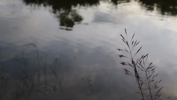 ナマズ池の穏やかな水の動き — ストック動画