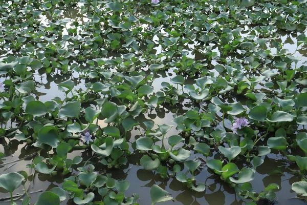 Wasserhyazinthen Bedecken Einen Teich — Stockfoto