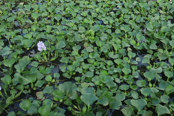 Wasserhyazinthen Bedecken Einen Teich — Stockfoto
