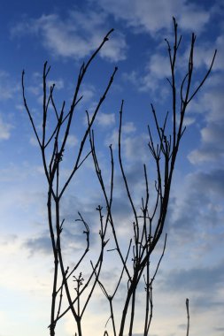 Güzel mavi bir arkaplanda dalları olan kuru ağaç dalları