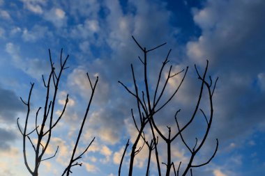 Güzel mavi bir arkaplanda dalları olan kuru ağaç dalları