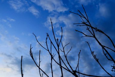 Güzel mavi bir arkaplanda dalları olan kuru ağaç dalları