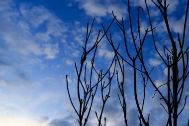 Güzel mavi bir arkaplanda dalları olan kuru ağaç dalları