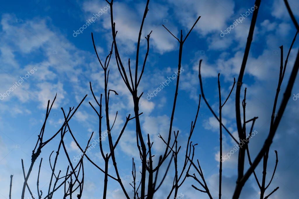 Ramitas de árboles secos con ramas sobre un hermoso fondo azul del