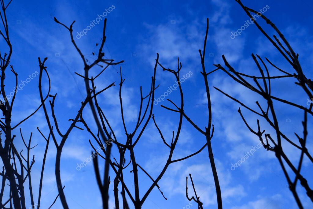 Ramitas de árboles secos con ramas sobre un hermoso fondo azul del
