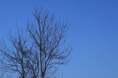 Arkaplanda yaprakları olmayan bir ağacın silüeti bulutlu açık bir gökyüzünün.