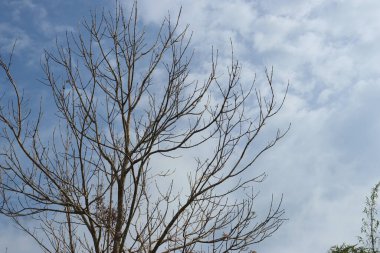 Arkaplanda yaprakları olmayan bir ağacın silüeti bulutlu açık bir gökyüzünün.