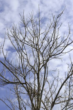 Arkaplanda yaprakları olmayan bir ağacın silüeti bulutlu açık bir gökyüzünün. 