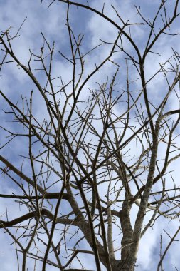 Arkaplanda yaprakları olmayan bir ağacın silüeti bulutlu açık bir gökyüzünün. 