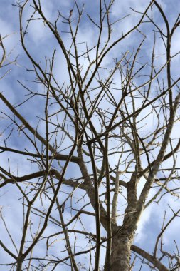 Arkaplanda yaprakları olmayan bir ağacın silüeti bulutlu açık bir gökyüzünün. 