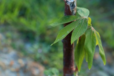 Cassava (Manihot esculenta) 'nın genç çekimlerini kapat. Bulanık akşam gökyüzünün arka planına karşı.
