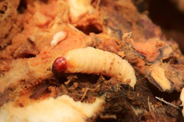 Sago tırtılları sago sapları yiyorlar. Ormandan yemek menüsü: Bir sürü protein içeren sago tırtılı. Tayland ve Asya 'da yiyecekler popülerdir.. 