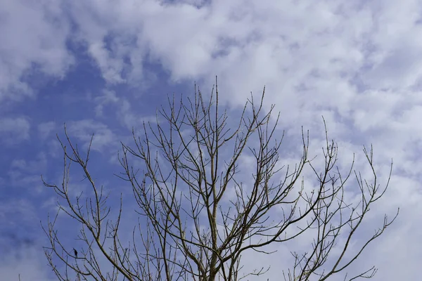 Arkaplanda Yaprakları Olmayan Bir Ağacın Silüeti Bulutlu Açık Bir Gökyüzünün — Stok fotoğraf
