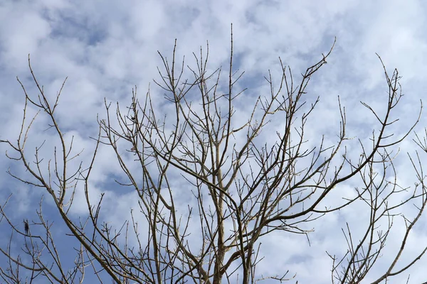 Arkaplanda Yaprakları Olmayan Bir Ağacın Silüeti Bulutlu Açık Bir Gökyüzünün — Stok fotoğraf