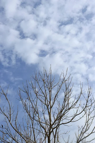 Silueta Árbol Sin Hojas Fondo Cielo Claro Con Nubes — Foto de Stock