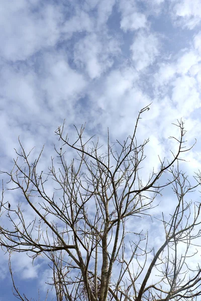 Silueta Árbol Sin Hojas Fondo Cielo Claro Con Nubes — Foto de Stock