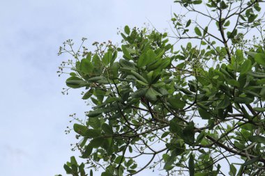 Ceviz (Anacardium occidentale) ağacı. Mavi gökyüzü arkaplanı