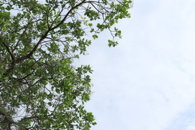 Ceviz (Anacardium occidentale) ağacı. Mavi gökyüzü arkaplanı