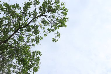 Ceviz (Anacardium occidentale) ağacı. Mavi gökyüzü arkaplanı